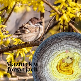 Mazurek w forsycjach